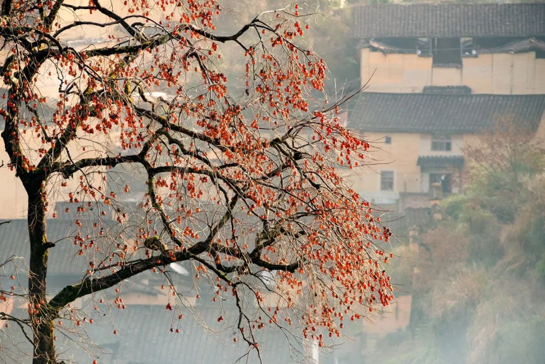 “霜降”：人間至此秋色盡，草木搖落露為霜