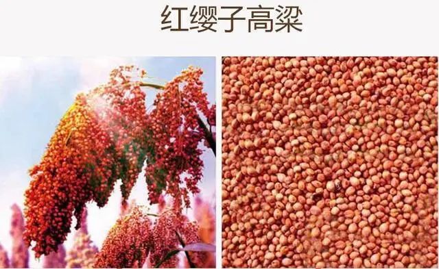 為什么說中國白酒是獨一無二的？