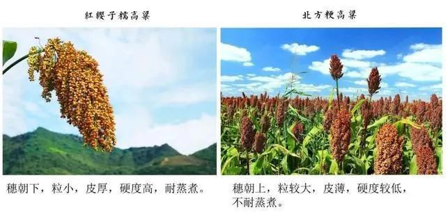 南北高粱對比 為什么釀造醬香酒一定要紅纓子糯